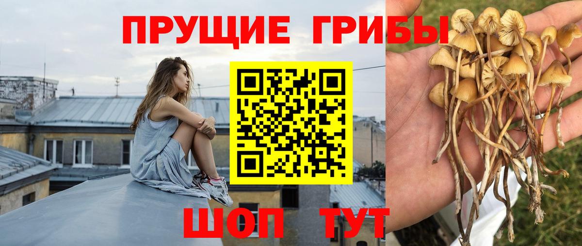 закладка  Асино  Псилоцибиновые грибы Magic Shrooms 